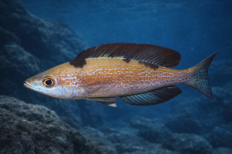 Cyprichromis microlepidotus 'Kigoma'